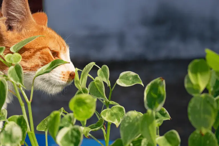 Planten tegen katten