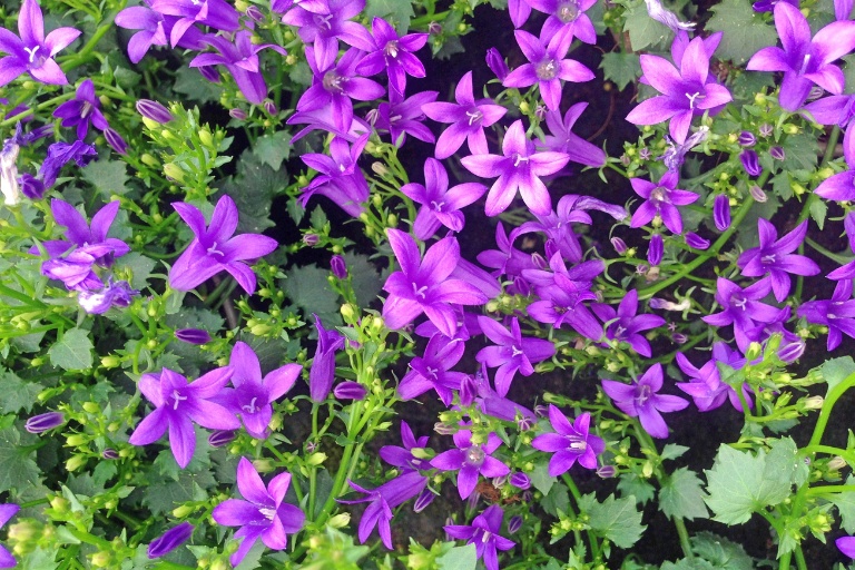 planten met paarse bloem