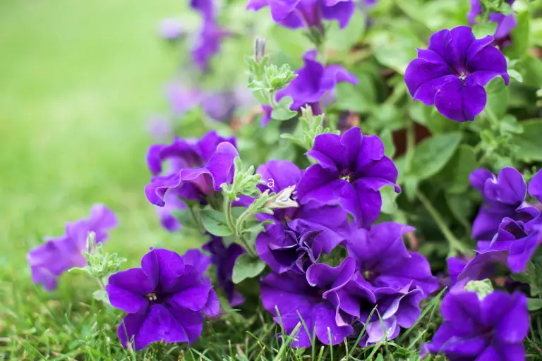 planten met blauwe bloemen, petunia