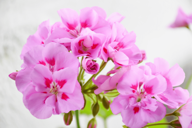 Geranium roze