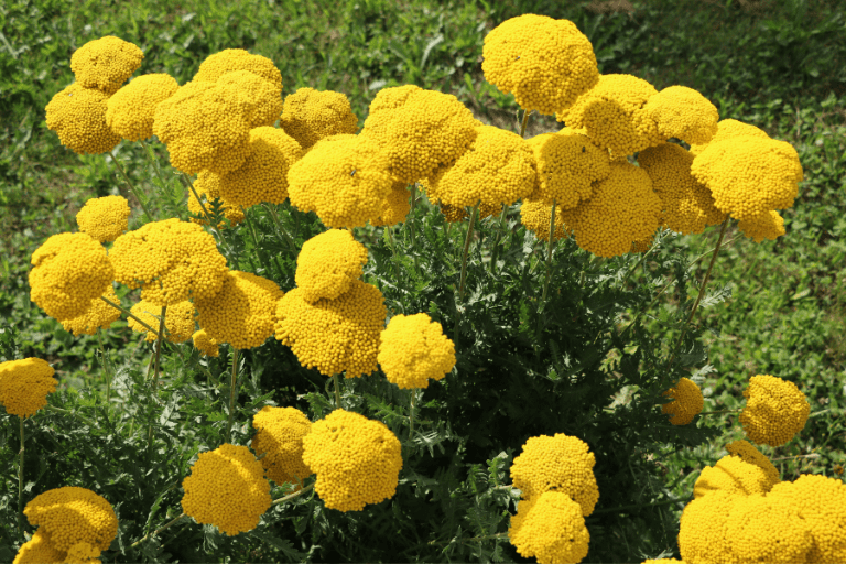 planten met gele bloemen