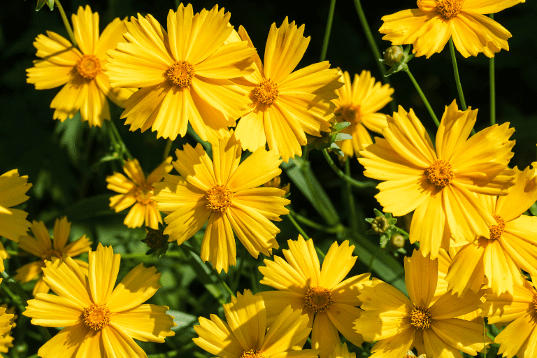 plant met gele bloemen