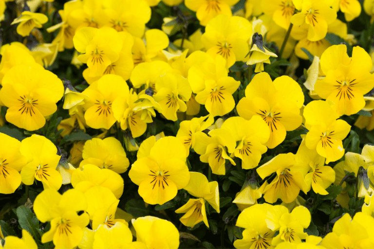 planten met gele bloemen