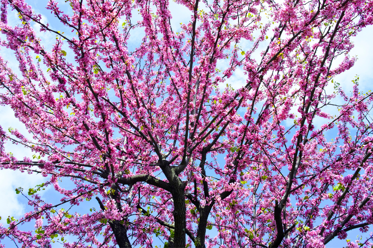 judasboom Bomen met Roze Bloesem