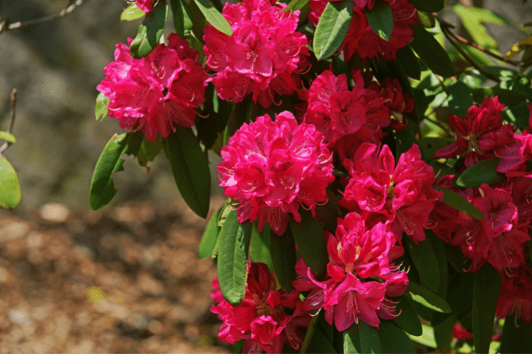 rhododendron rood