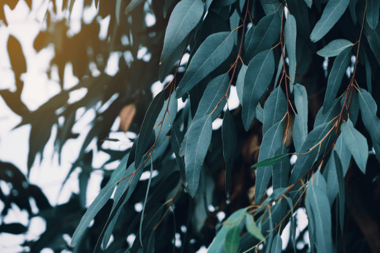 eucalyptus winterhard