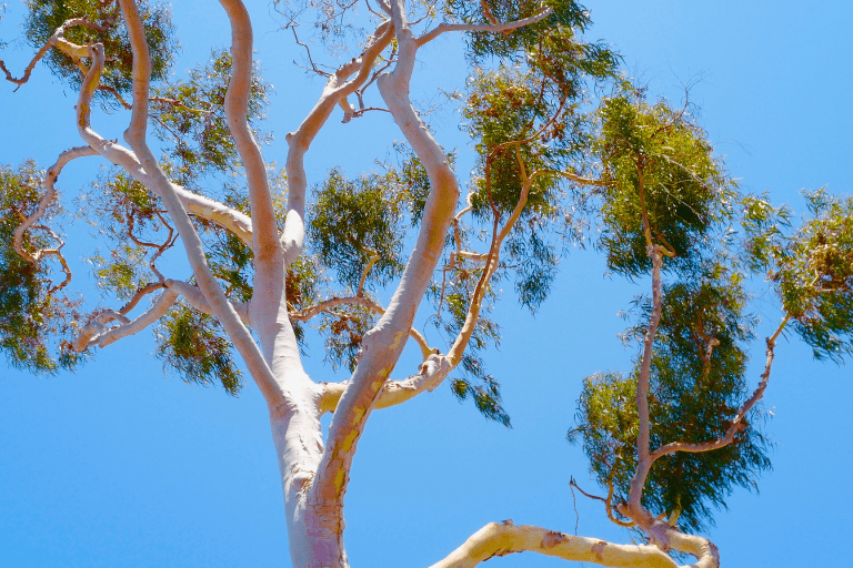 Eucalyptus winterhard