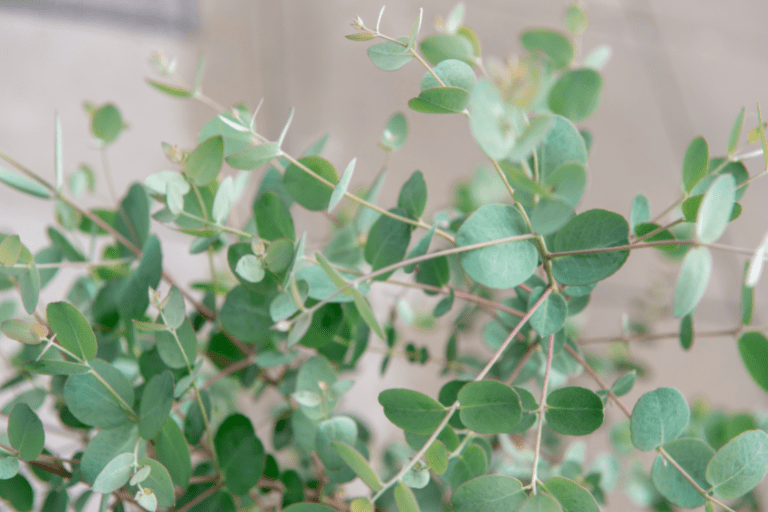 eucalyptus winterhard