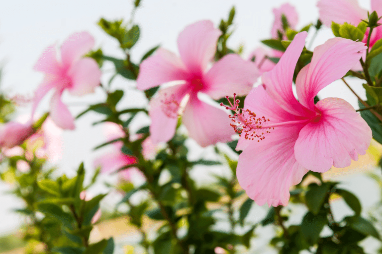 hibiscus  Bomen met Roze Bloesem