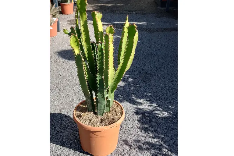 Cactus soorten