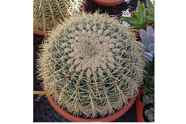soorten cactussen