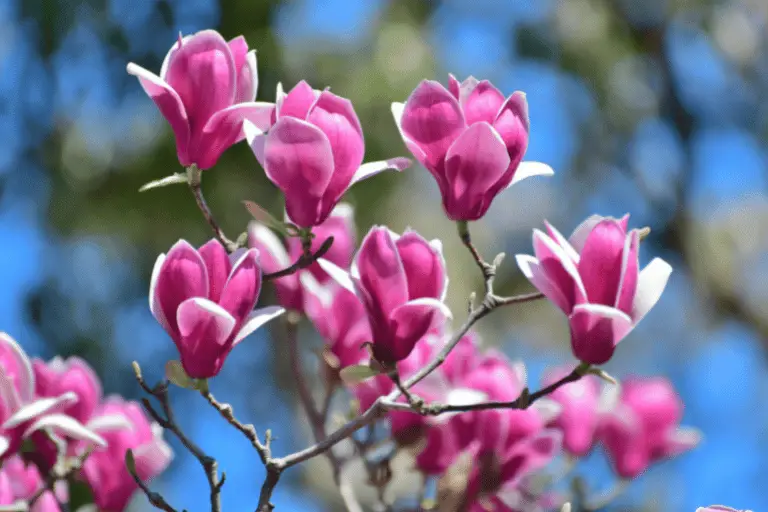 magnolia winterhard