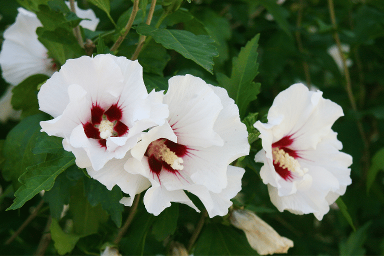 hibiscus standplaats